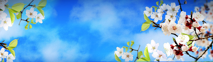 White Flowers Blue Sky Header.jpg White Flowers Blue Sky Header.jpg