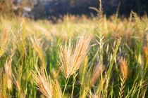 Parable-of-the-Wheat-Tares_Weeds-_1.jpg Parable-of-the-Wheat-Tares_Weeds-_1.jpg